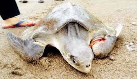 Injured Olive Ridley Turtle rescued at Cavelossim