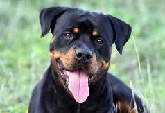 Goa govt to introduce bill banning dangerous dog breeds in upcoming assembly session
