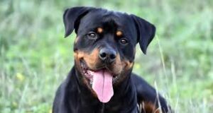 Goa govt to introduce bill banning dangerous dog breeds in upcoming assembly session