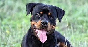 Goa govt to introduce bill banning dangerous dog breeds in upcoming assembly session