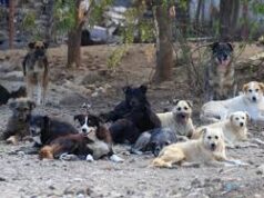 Ponda municipal council asks dog feeders to register feeding spots following SC directions