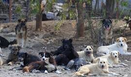 Ponda municipal council asks dog feeders to register feeding spots following SC directions