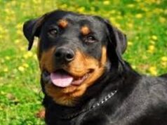 Goa Assembly passes bill to ban ferocious dog breeds like Pitbulls and Rottweilers