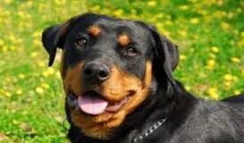 Goa Assembly passes bill to ban ferocious dog breeds like Pitbulls and Rottweilers