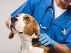 Goa’s first Veterinary College to begin operations this academic year ‘without fail’ – CM Sawant