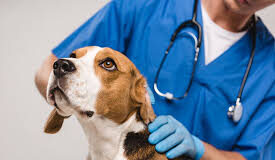 Goa’s first Veterinary College to begin operations this academic year ‘without fail’ – CM Sawant