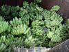 Fruit traders renew demand for high capacity ripening chamber at Mapusa Sub-Yard