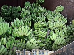 Fruit traders renew demand for high capacity ripening chamber at Mapusa Sub-Yard