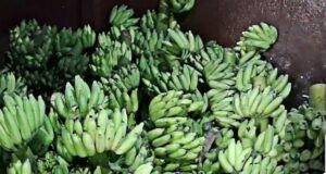 Fruit traders renew demand for high capacity ripening chamber at Mapusa Sub-Yard