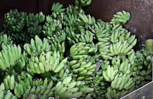 Fruit traders renew demand for high capacity ripening chamber at Mapusa Sub-Yard