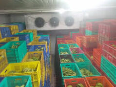 Fruit ripening chambers to be set up at market yards across Goa; tender floated