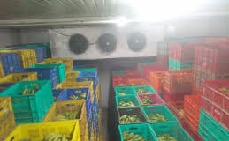 Fruit ripening chambers to be set up at market yards across Goa; tender floated