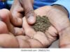 Lobo demands strict action against gutka menace in coastal belt