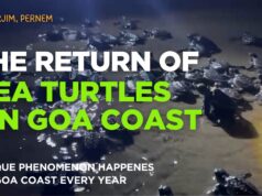 THE RETURN OF SEA TURTLES ON GOA COAST