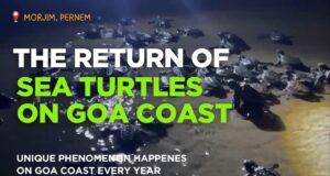 THE RETURN OF SEA TURTLES ON GOA COAST