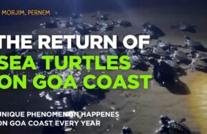 THE RETURN OF SEA TURTLES ON GOA COAST