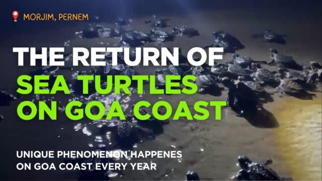 THE RETURN OF SEA TURTLES ON GOA COAST