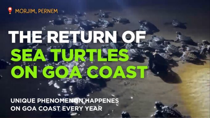 THE RETURN OF SEA TURTLES ON GOA COAST