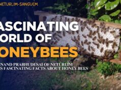FASCINATING WORLD OF HONEYBEES