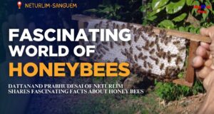 FASCINATING WORLD OF HONEYBEES