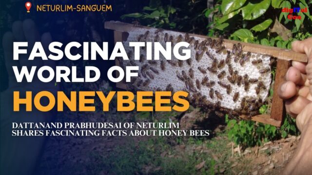 FASCINATING WORLD OF HONEYBEES