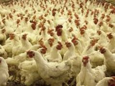 Goa government discontinues poultry feed transportation subsidy scheme