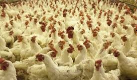 Goa government discontinues poultry feed transportation subsidy scheme
