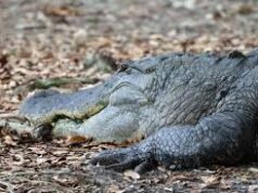 Crocodile found dead at São José de Areal; locals blame pollution