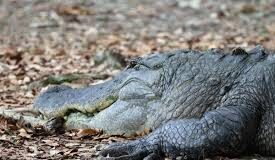 Crocodile found dead at São José de Areal; locals blame pollution