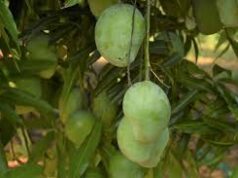 Mango tree collapses on multiple vehicles at Mandrem; two-wheeler-rider critically injured