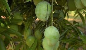 Mango tree collapses on multiple vehicles at Mandrem; two-wheeler-rider critically injured