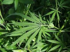 One more Ganja plant found on Smart city road side wedges