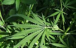 One more Ganja plant found on Smart city road side wedges
