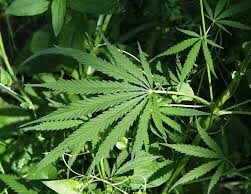 One more Ganja plant found on Smart city road side wedges