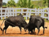 North Goa officials trained to tackle bull fight, animal cruelty