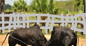 Colva police probe illegal bull fight organised in public