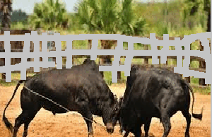 Colva police probe illegal bull fight organised in public
