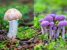 Six from Bicholim family fall ill after consuming wild mushrooms