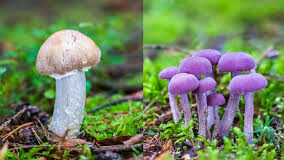 Six from Bicholim family fall ill after consuming wild mushrooms