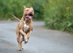 Minor girl injured in pitbull attack at Chimbel; dog owner booked