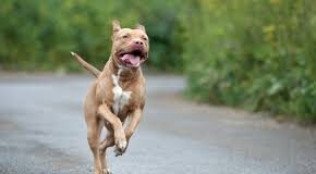 Minor girl injured in pitbull attack at Chimbel; dog owner booked