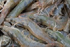 Crowds throng Fisheries Dept in Panaji to buy white-legged shrimp cultivated at Ela farm