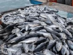 Three Karnataka trawlers seized for illegal fishing in Goan waters