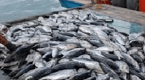 Three Karnataka trawlers seized for illegal fishing in Goan waters