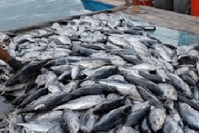 Fishing industry policy to be ready within six months: CM