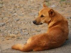 Candolim woman booked after pet dog bites woman