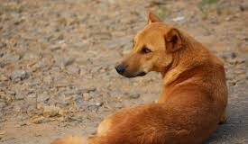 Candolim woman booked after pet dog bites woman