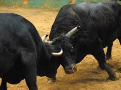Govt to examine legal options on demand to legalise bullfighting: CM