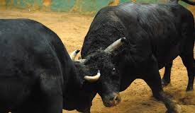 Govt to examine legal options on demand to legalise bullfighting: CM