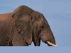 Omkar elephant to be shifted at the earliest says CM, assures farmers compensation